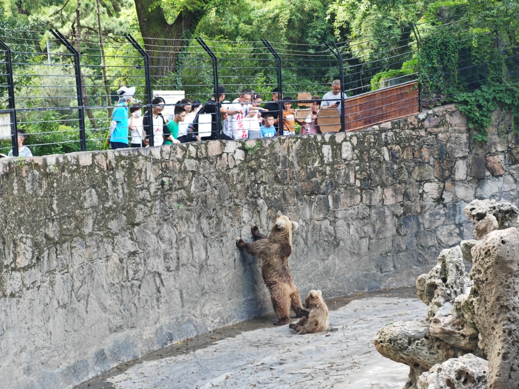 投喂屡禁不止、“网红”棕熊学会乞食？上海动物园将改建坑式展区